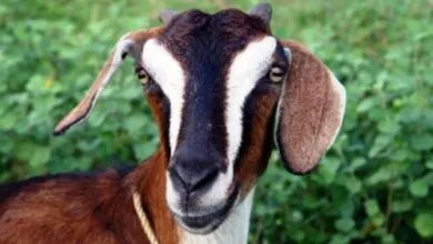 Goat Farming