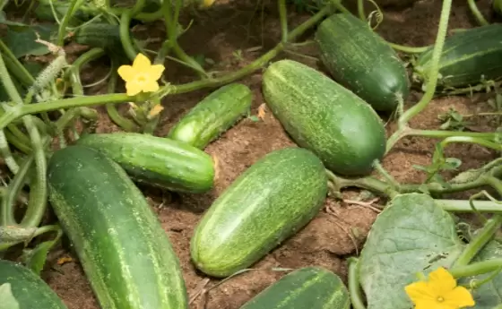 ಹೊಟ್ಟೆಯ ಕೊಬ್ಬನ್ನು (belly fat) ಕಡಿಮೆ ಮಾಡಲು ಸೌತೆಕಾಯಿ ನೀರು