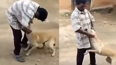 Video, ನಾಯಿಗೆ ಚಿತ್ರಹಿಂಸೆ ಕೊಟ್ಟವನಿಗೆ ಏನಾಯ್ತು ನೋಡಿ.. ವೈರಲ್ ವಿಡಿಯೋ