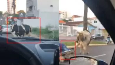 Viral Video, ದಿಡೀರ್ ರಸ್ತೆಗೆ ನುಗ್ಗಿದ ಹಸು.. ಆಮೇಲೆ ಏನಾಯ್ತು