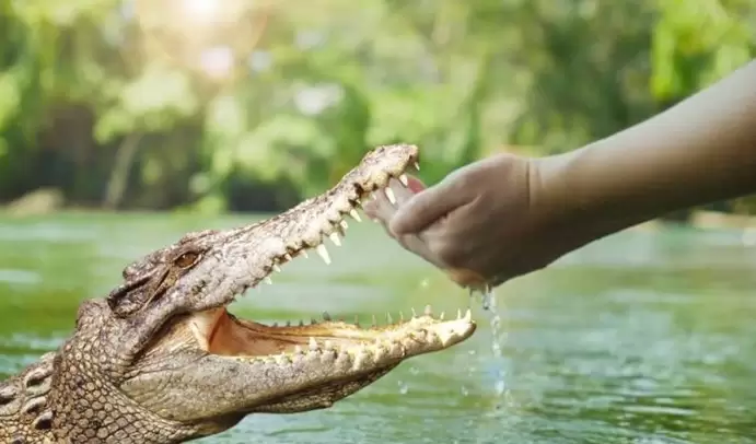 ನೀರು ಕುಡಿಯಲು ಹೋದ ವ್ಯಕ್ತಿ ಮೇಲೆ ಮೊಸಳೆ ದಾಳಿ