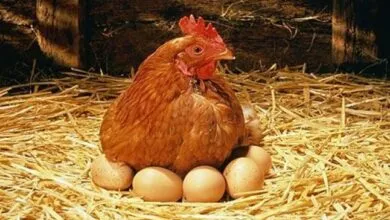 chicken or egg what came first : ಕೋಳಿ ಮೊದಲ.. ಮೊಟ್ಟೆ ಮೊದಲ, ಕೊನೆಗೂ ಸಿಕ್ಕಿದ ಉತ್ತರ !
