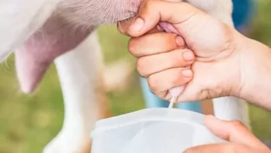 Goat Milk Benefits - (ಮೇಕೆ ಹಾಲು) ಮೇಕೆ ಹಾಲಿನ ಪ್ರಯೋಜನಗಳು - Kannada Health Tips