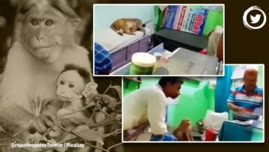 Monkey in Clinic: ಗಾಯಗೊಂಡ ಮಗುವನ್ನು ಆಸ್ಪತ್ರೆಗೆ ಕರೆತಂದ ಕೋತಿ.. ಚಿಕಿತ್ಸೆ ನೀಡಿದ ವೈದ್ಯರು.. ವೈರಲ್ ಆದ ವಿಡಿಯೋ