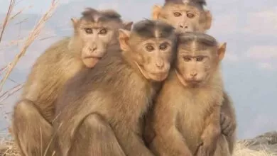 Viral Video, ಬಹಳ ಕಾಲದ ನಂತರ ಭೇಟಿಯಾಗಿ.. ಮನುಷ್ಯರಂತೆ ತಬ್ಬಿಕೊಂಡ ಕೋತಿಗಳು.. ವಿಡಿಯೋ ವೈರಲ್ - Kannada News