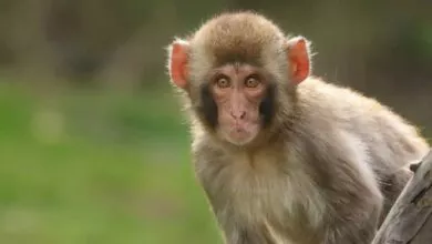 Monkey Throws Baby; ಕಟ್ಟಡದಿಂದ ಕೋತಿ ಎಸೆದ ಪರಿಣಾಮ 4 ತಿಂಗಳ ಮಗು ಸಾವು