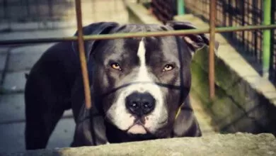 Pet Dog Attacked; ಮನೆಯಲ್ಲಿದ್ದ ವೃದ್ಧೆಯ ಮೇಲೆ ದಾಳಿ ಮಾಡಿ ಕೊಂದ ಸಾಕು ನಾಯಿ