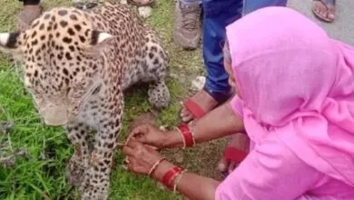 ಚಿರತೆಗೆ ರಾಖಿ ಕಟ್ಟಿದ ಮಹಿಳೆ ಫೋಟೋ ವೈರಲ್