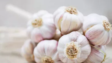 Garlic Burns Calories