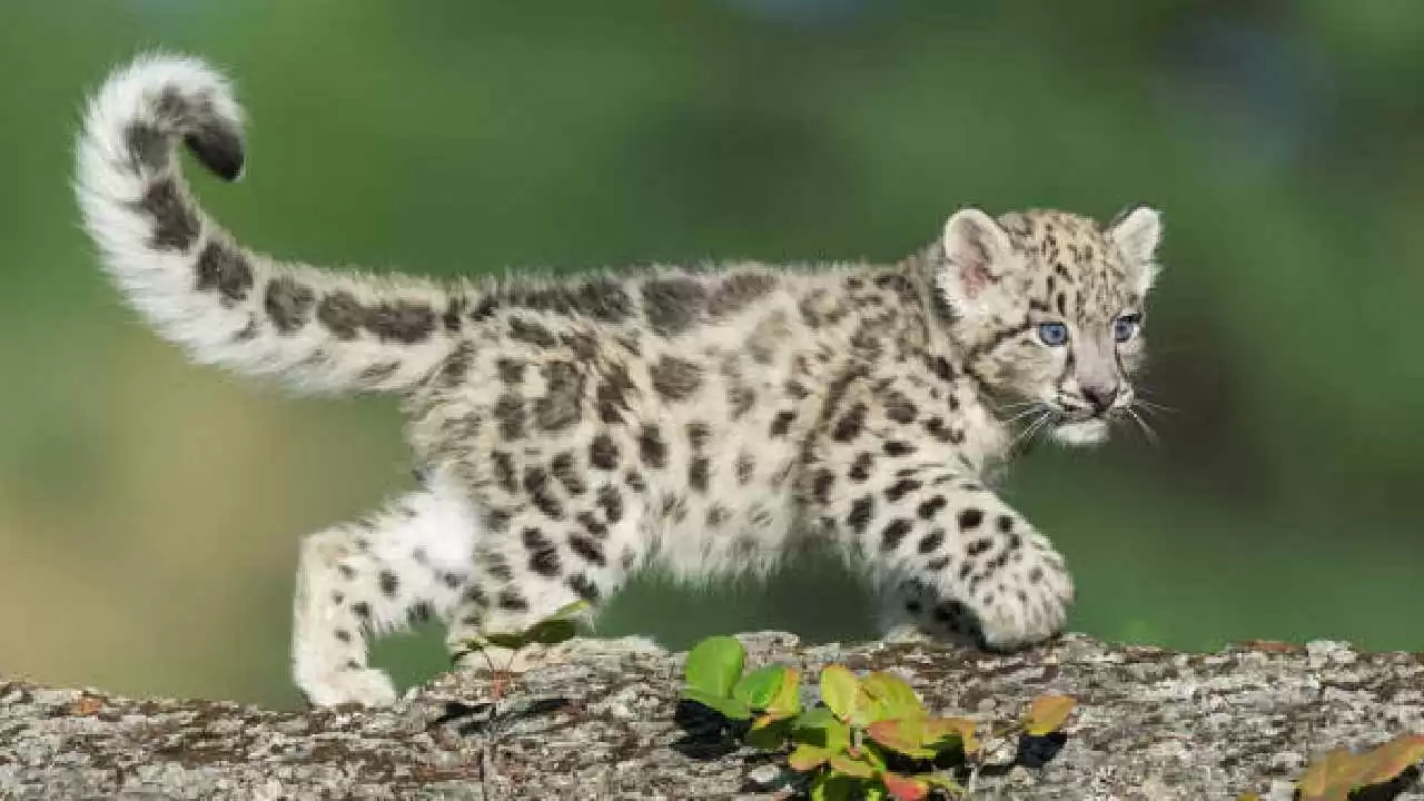 Leopard Cub spotted in Film City