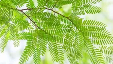 Use tamarind leaves like this to control the hair becoming white