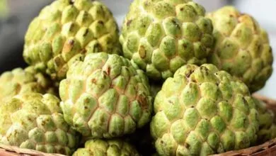 Amazing Health Benefits of Custard Apple