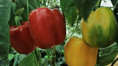 Capsicum Kidneys Health Benefits
