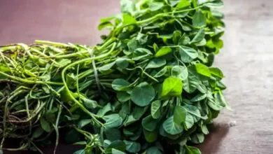 Fenugreek Leaves Benefits