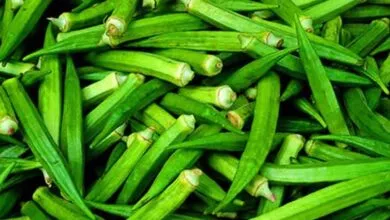 Lady’s Finger Health Advantages - Okra Health Benefits