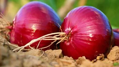 Onion hair pack For Hair Care