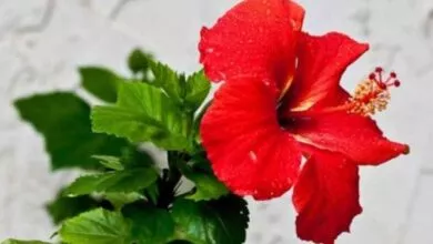 Skin beauty and hair care with Hibiscus oil Benefits