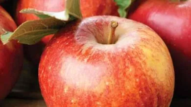 apple in breakfast to improve the digestive system