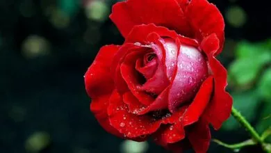 Amazing Health Benefits of Rose Petals