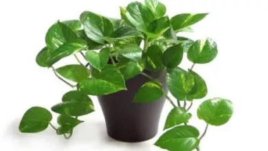 Do not put money plant in this direction of the house