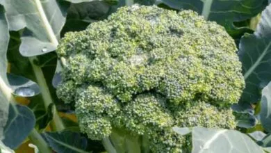 Health Benefits of Broccoli