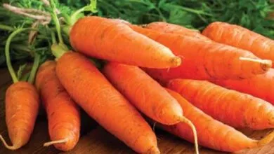 Health Benefits of Carrot
