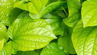 Betel Leaves Health Benefits that Cure Indigestion Gas And Constipation