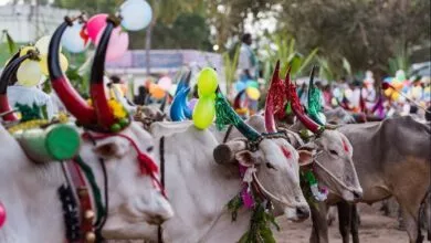 Don't do this mistake on this Makar Sankranti 2023