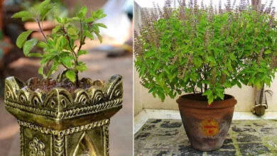 Keep Tulsi Manjari at this place in this direction of your house in the new year