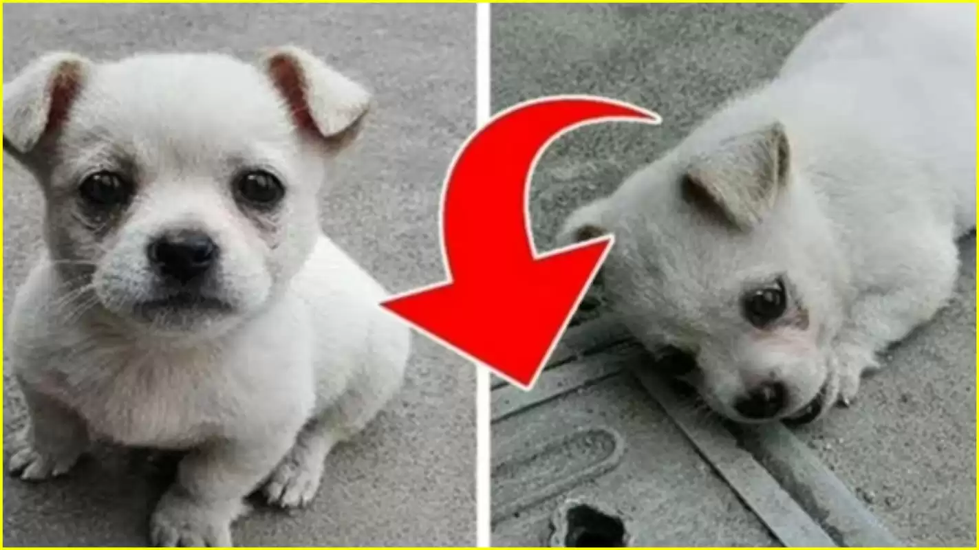 The Viral Dog painful story hits Social Media