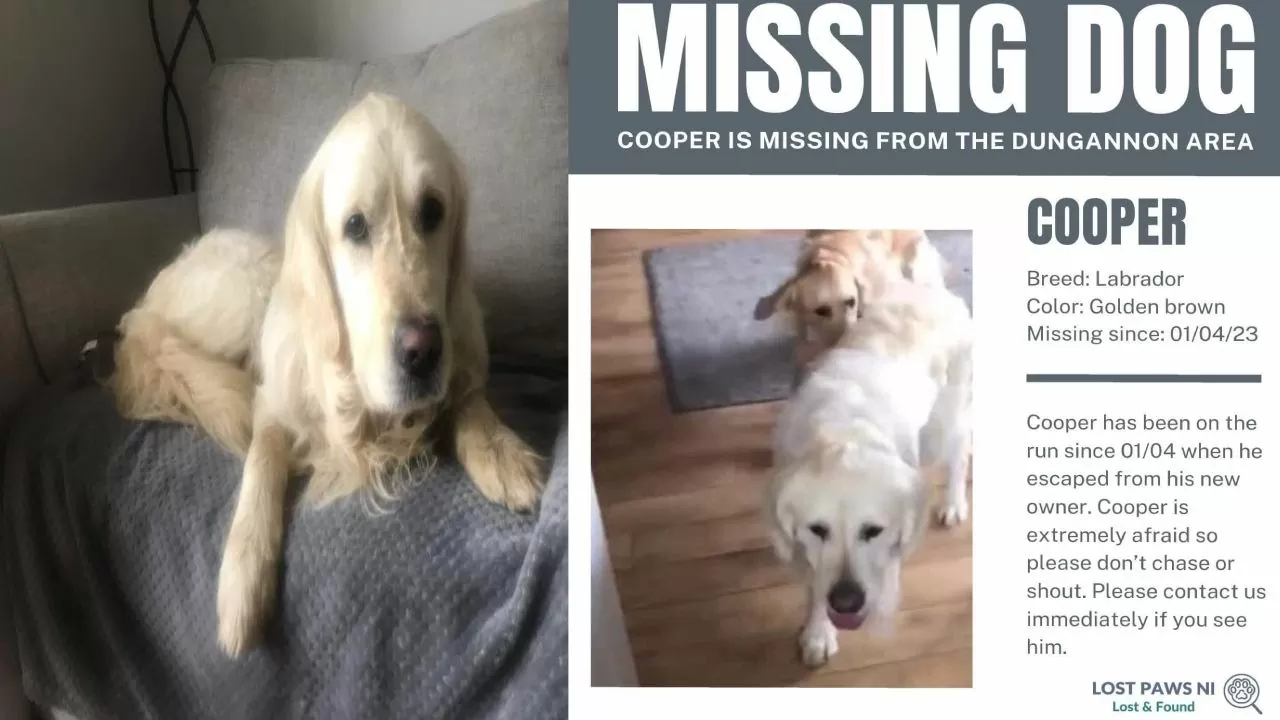 Dog Walked For 27 Days To Reach Its Owner, Story of a Dog Goes Viral