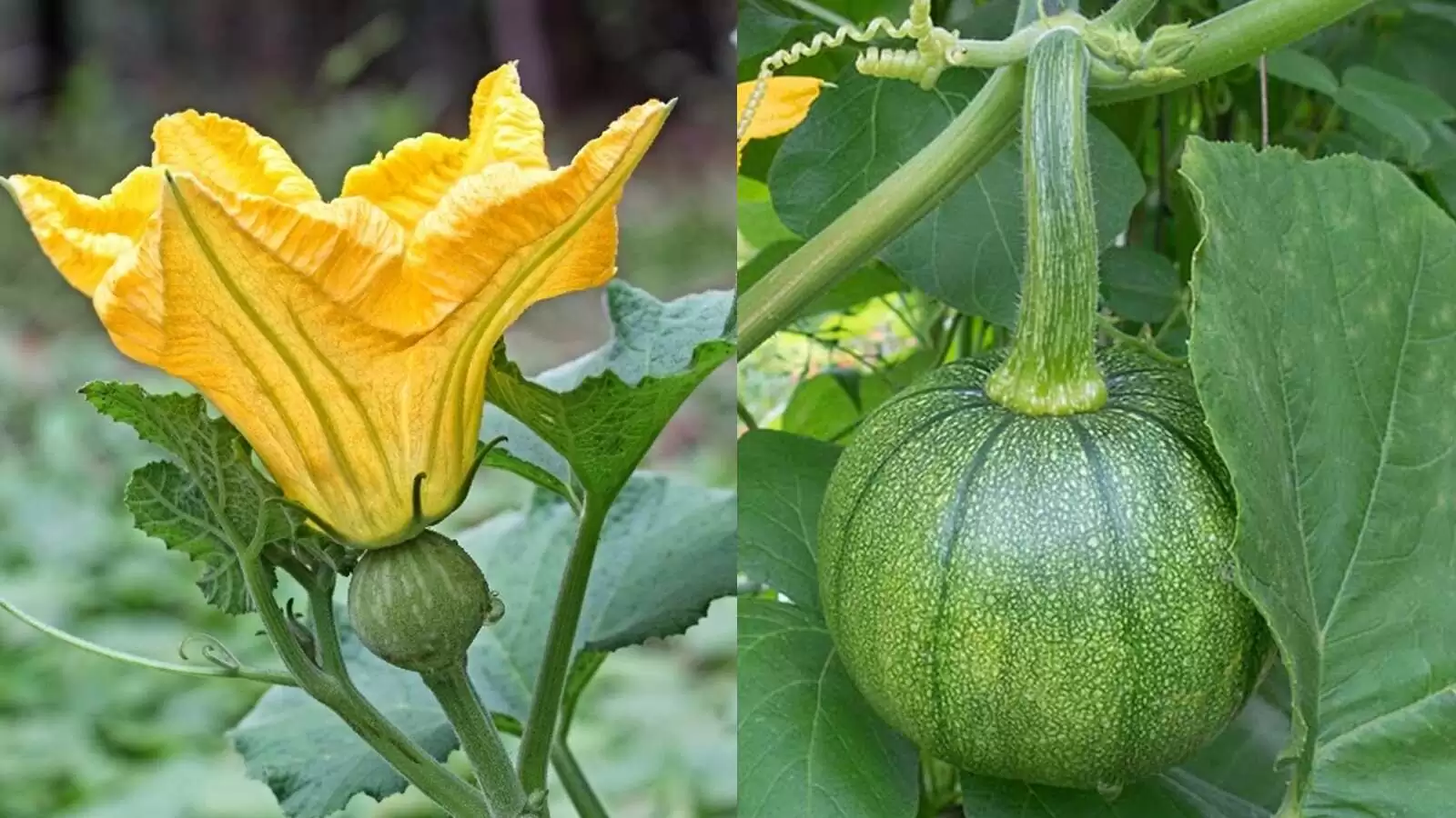 Health Benefits of Pumpkin Flower, its boosts immunity Improve eyesight
