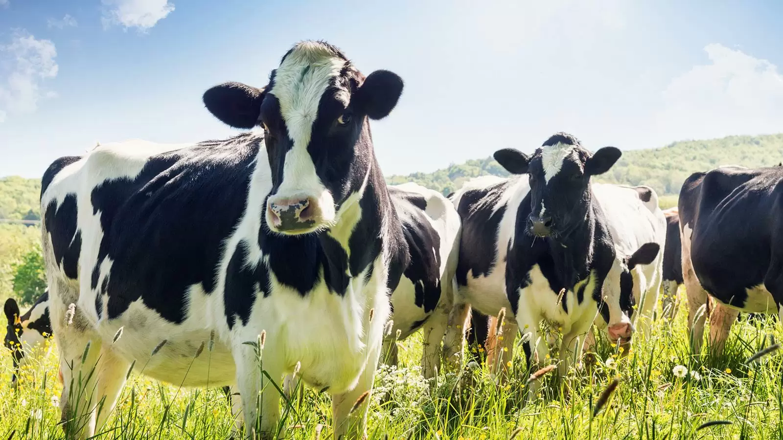 Diary Farming Business Idea with Low Investment