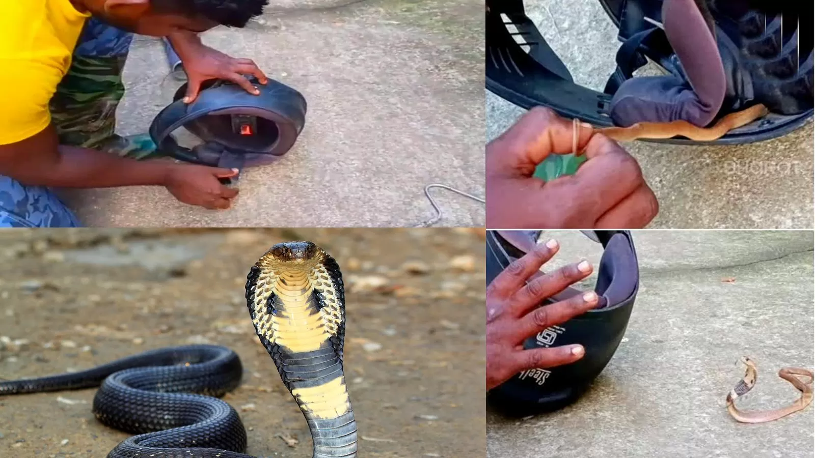 Snake Found inside Bike Helmet in Kerala Thrissur Goes Viral on Social Media