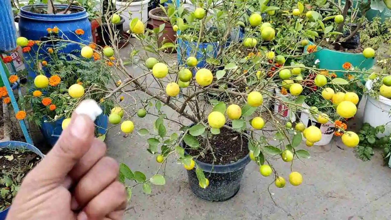 Hazari Lemon agriculture business