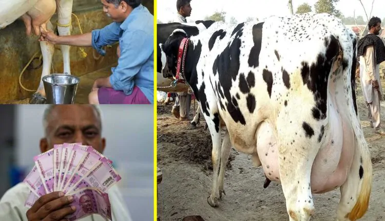 This breed of cow gives 20 liters of milk per day and earns lakhs of lakhs of income