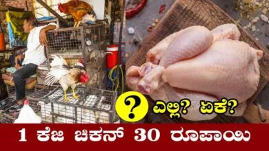 ಕೋಳಿ ಬೆಲೆ ಭಾರೀ ಕುಸಿತ, 30 ರೂಪಾಯಿಗೆ ಒಂದು ಕೆಜಿ ಚಿಕನ್! ಎಲ್ಲಿ ಅಂತೀರಾ?