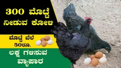 300 ಮೊಟ್ಟೆ ನೀಡುವ ಕೋಳಿ, ಮೊಟ್ಟೆ ಬೆಲೆ 50 ರೂಪಾಯಿ! ಲಕ್ಷ ಗಳಿಸುವ ವ್ಯಾಪಾರ