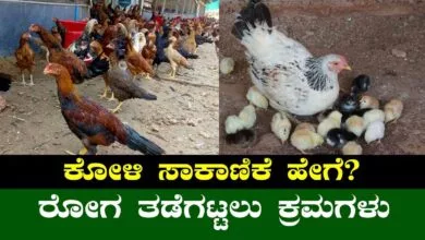 ಕೋಳಿ ಸಾಕಾಣಿಕೆ ಮಾಡೋ ರೈತರು ರೋಗ ತಡೆಗಟ್ಟಲು ಕೈಗೊಳ್ಳಬೇಕಾದ ಸೂಕ್ತ ಕ್ರಮಗಳು