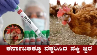 ಕರ್ನಾಟಕ ರಾಜ್ಯಕ್ಕೂ ವಕ್ಕರಿಸಿದ ಹಕ್ಕಿ ಜ್ವರ! ಯಾವ್ಯಾವ ಜಿಲ್ಲೆಯಲ್ಲಿ ಮುನ್ನೆಚ್ಚರಿಕೆ