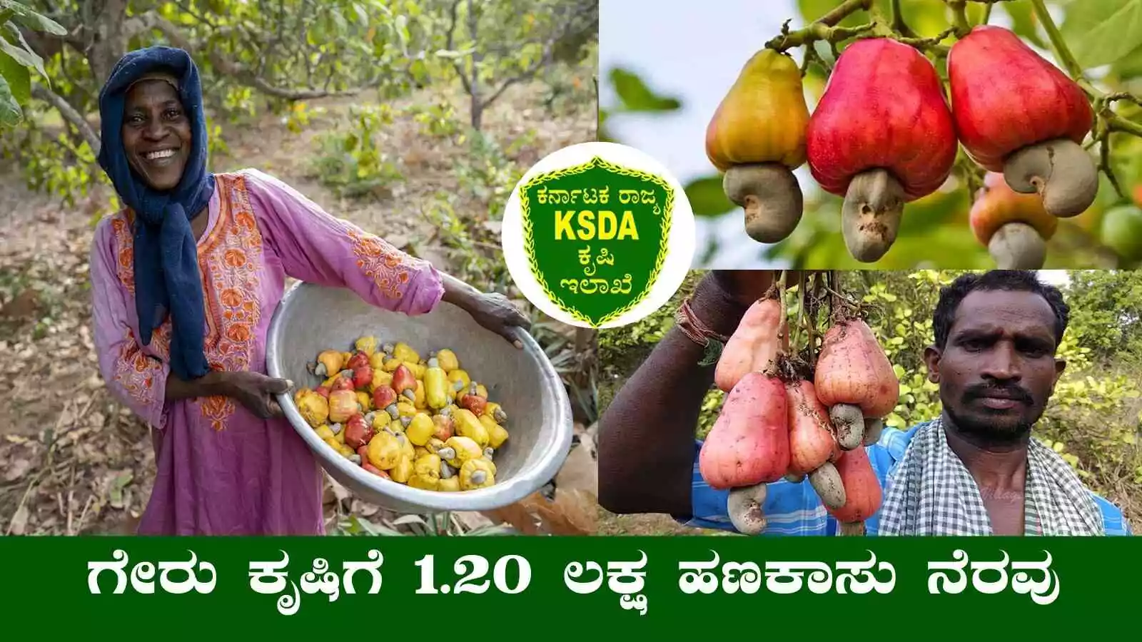 ರೈತರ ಗೇರು ಕೃಷಿಗೆ ₹1.20 ಲಕ್ಷ ಹಣಕಾಸು ನೆರವು! ನೀವು ಅರ್ಜಿ ಹಾಕಿದ್ದೀರಾ?