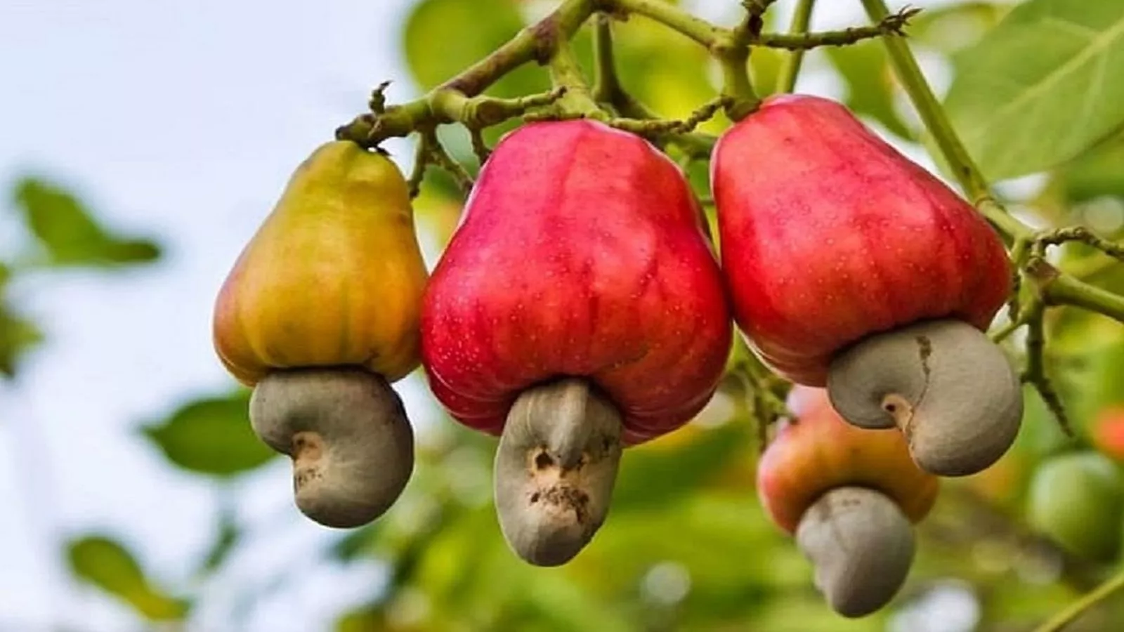 Cashewnut Farming