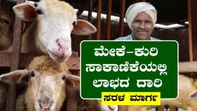 ಮೇಕೆ-ಕುರಿ ಸಾಕಾಣಿಕೆಯಲ್ಲಿ ಲಾಭ ಗಳಿಸುವ ಸರಳ ಮಾರ್ಗ! ಖಚಿತ ಆದಾಯ
