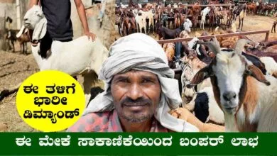 ಈ 3 ತಳಿಯ ಮೇಕೆ ಸಾಕಾಣಿಕೆ ಮಾಡಿದ್ರೆ ಬಂಪರ್ ಲಾಭ! ನಷ್ಟದ ಮಾತೇ ಇಲ್ಲ