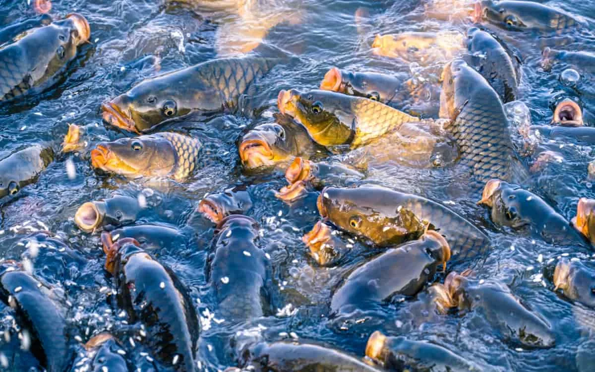 Fish Farming Loan Scheme 2025