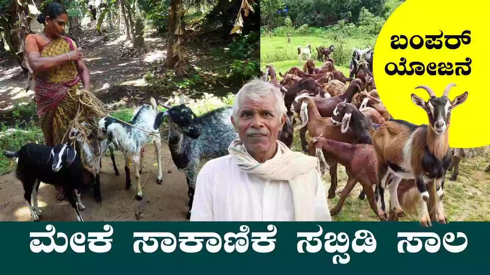 2025-26ರ ಸಾಲಿನ ಕುರಿ ಮತ್ತು ಮೇಕೆ ಸಾಕಾಣಿಕೆಗೆ ₹50,000 ಸಬ್ಸಿಡಿ ಸಾಲ! ಅರ್ಜಿ ಹಾಕಿ