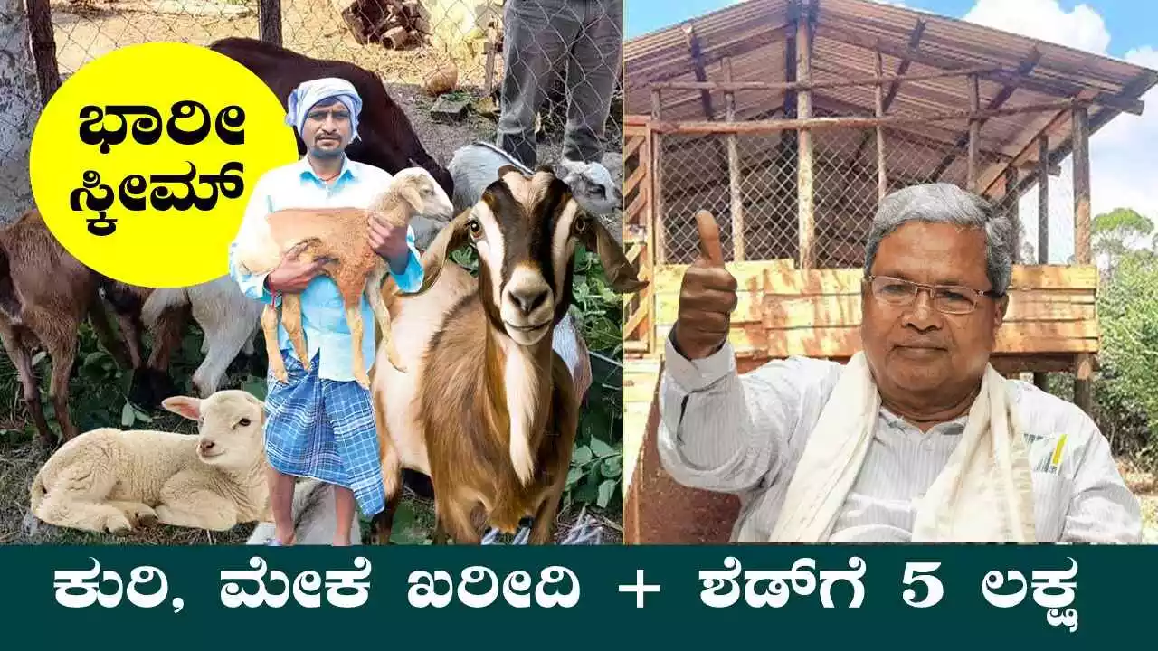 ಕುರಿ, ಮೇಕೆ ಖರೀದಿ ಹಾಗೂ ಶೆಡ್ ನಿರ್ಮಾಣಕ್ಕೆ 5 ಲಕ್ಷದ ಭಾರೀ ಸಹಾಯಧನ ಸ್ಕೀಮ್