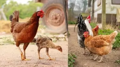 ನಾಟಿ ಕೋಳಿ ಸಾಕಾಣಿಕೆ! ಕಡಿಮೆ ಹೂಡಿಕೆಯೊಂದಿಗೆ ಅಧಿಕ ಲಾಭ, ಇಲ್ಲಿದೆ ಡೀಟೇಲ್ಸ್