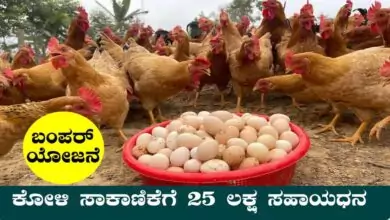 ಕೋಳಿ ಸಾಕಾಣಿಕೆಗೆ 25 ಲಕ್ಷ ರೂಪಾಯಿ ಸಹಾಯಧನ! ಕೇವಲ ಅರ್ಜಿ ಹಾಕಿ ಸಾಕು