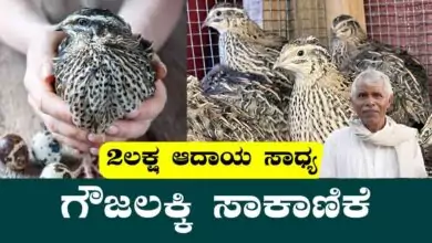 ಗೌಜಲಕ್ಕಿ ಸಾಕಾಣಿಕೆಯಿಂದ ತಿಂಗಳಿಗೆ ₹2 ಲಕ್ಷ ಆದಾಯ! ಕಡಿಮೆ ಹೂಡಿಕೆ, ಹೆಚ್ಚು ಲಾಭ
